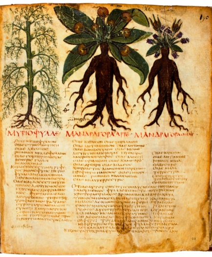 Dioscoride-De Materia Medica - sec VI
