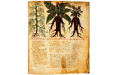 Dioscoride-De Materia Medica - sec VI