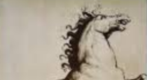 cavallo