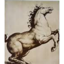 cavallo