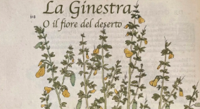 la Ginestra